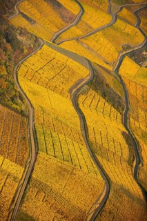 Rhine valley on the left bank of the Rhine with vineyards and autumn leaves, steep vineyards, paths
