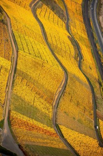Rhine valley on the left bank of the Rhine with vineyards and autumn leaves, steep vineyards, paths