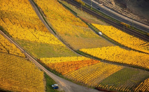 Rhine valley on the left bank of the Rhine with vineyards and autumn leaves, steep vineyards, paths