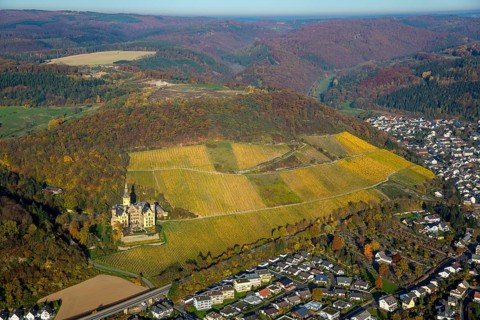 Vineyards in autumn, vine leaves, late harvest, Arensfels Castle, owned by Baron Antonius Geyr von