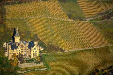 Vineyards in autumn, vine leaves, late harvest, Arensfels Castle, owned by Baron Antonius Geyr von