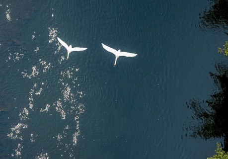 Aerial view, swans in flight over the river Ruhr, Volmarstein, weather, Ruhr area, North