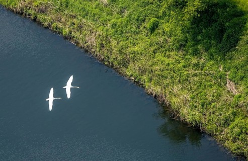 Aerial view, swans in flight over the river Ruhr, Volmarstein, weather, Ruhr area, North