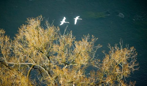 Aerial view, swans in flight over the river Ruhr, Volmarstein, weather, Ruhr area, North