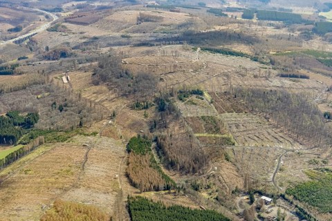 Aerial view, forest damage in the forest area Baudenberg, Zeppenfeld, Neunkirchen, Siegerland,