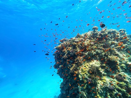 Anthia, Red Sea, Diving, Scuba, Underwater, Fish