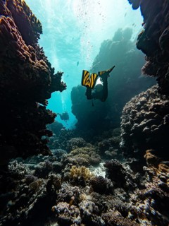 Scuba, diving, red sea, diver, canyon, underwater, landscape