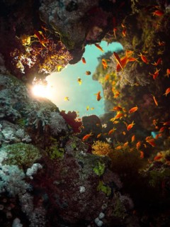 Red Sea, underwater, scuba, coral reef, Egypt, Hurghada, clear water, habitat, ecosystem,