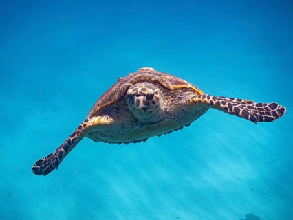Red Sea, underwater, scuba, coral reef, Egypt, Hurghada, clear water, habitat, ecosystem, turtle,