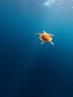 Turtle, sea, blue, open water, calm, relaxed, hawksbill turtle, sea turtle, relaxed, mood, calmness