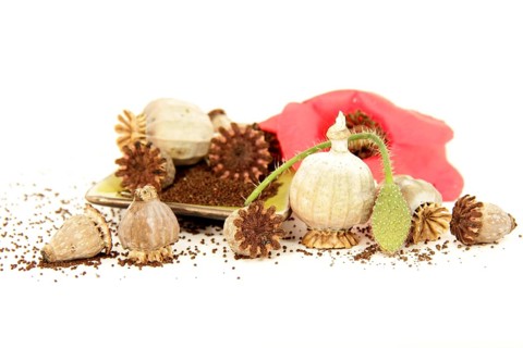 Still life of garden poppies. Capsules and seeds