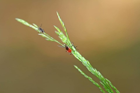 Ticks on the blade of grass. Danger in the bush and garden