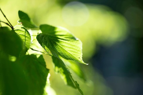Pale green leaf of a lime tree (Tilia) with light reflections in amospheric sunlight, Cologne,