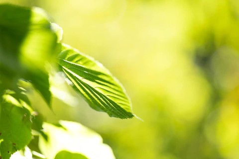 Pale green leaf of a lime tree (Tilia) with light reflections in amospheric sunlight, Cologne,