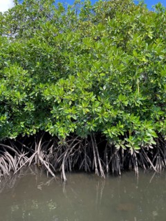 Stilt mangrove (Rhizophora stylosa) stands in lagoon of island in Western Pacific, Pacific Ocean,