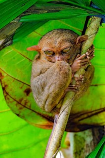 Nocturnal Philippine tarsier (Carlito syrichta), synonym tarsier sitting in sleeping tree,