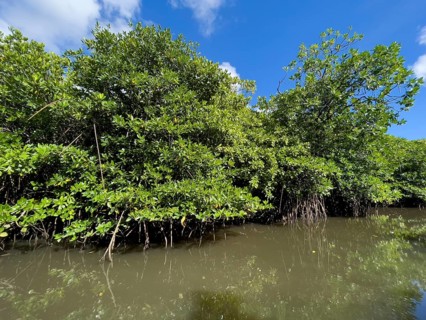 Stilt mangrove (Rhizophora stylosa) stands in lagoon of island in Western Pacific, Pacific Ocean,