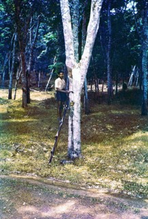 Male rubber tapper standing on ladder next to tree, Malaya, Malaysia, south east Asia 1963