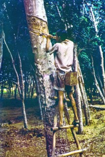 Male rubber tapper cutting tree truck to release flow of latex standing on ladder, Malaya,