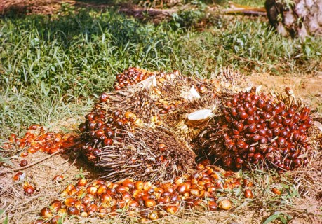 Oil palm fruit, Elaeis guineensis, lying on ground, Malaya, Malaysia, south east Asia 1963