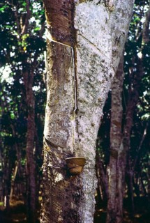 Latex flowing down groove cut into trunk of rubber tree, Malaya, Malaysia, south east Asia 1963