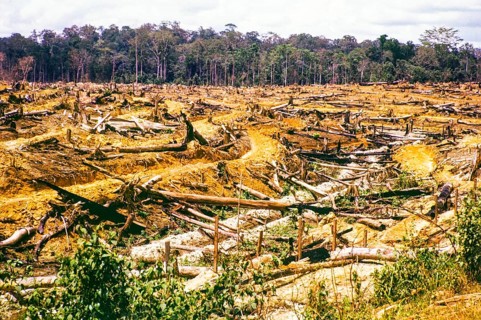 Jungle rainforest area of trees felled to make clearance for rubber planting, border Pahang and