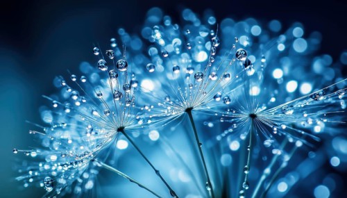 Macro Image Of A Dandelion Seed With Water Droplets, Creating A Stunning And Vibrant Display Of