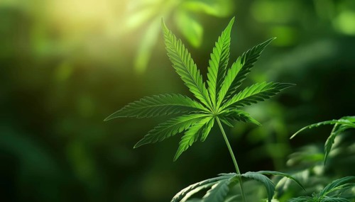Medical Cannabis With A Marijuana Hemp Leaf Symbol - A Symbol Of Health And Healing Using Natural