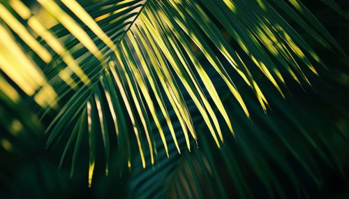 Exotic Abstract Natural Green Lush: Closeup Tropical Palm Leaf And Shadows Wallpaper For A Relaxing