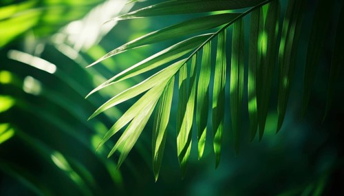 Tropical Palm Leaf And Shadows: Exotic Abstract Natural Green Lushness With Dark Tones, Ideal For