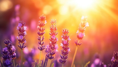Close-Up Of A Lavender Field Bathed In Sunlight Under An Orange-Gold Sky, With Artistic Sun Rays