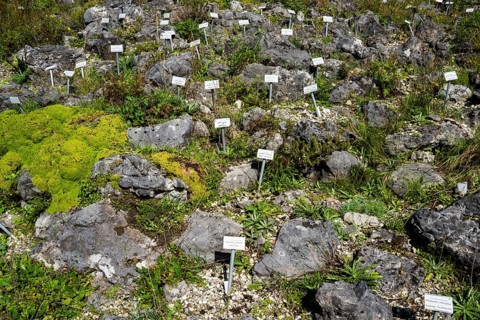 Rock garden with vegetables and herbs, botanical garden Münster, North Rhine-Westphalia, Germany