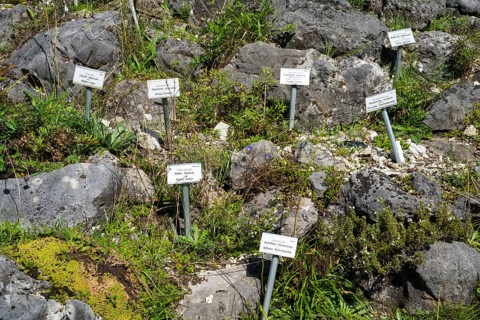 Rock garden with vegetables and herbs, botanical garden Münster, North Rhine-Westphalia, Germany