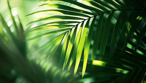Exotic Abstract Natural Green Lush Tropical Palm Leaf Closeup With Shadows In Dark Tone -