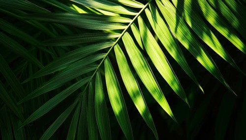 Tropical Palm Leaf And Shadows: Exotic Abstract Green Lush In Dark Tone With Sunshine Garden Park