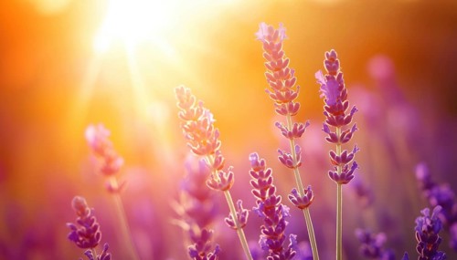Stunning Close-Up View Of Lavender Field Bathed In Sunlight Under Vibrant Orange Sky - Zen And