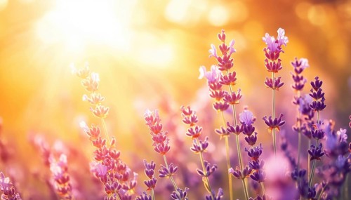 Close-Up View Of Lavender Field In The Sunlight Under An Orange And Gold Sky With Artistic Sun
