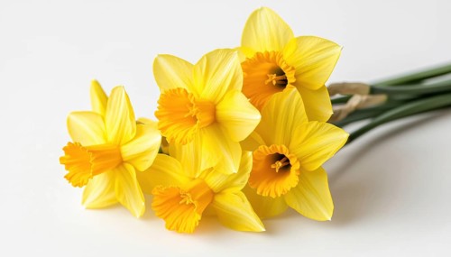 Close-Up Of Stunning Bouquet Of Five Yellow Daffodils On White Background With Clipping Path.