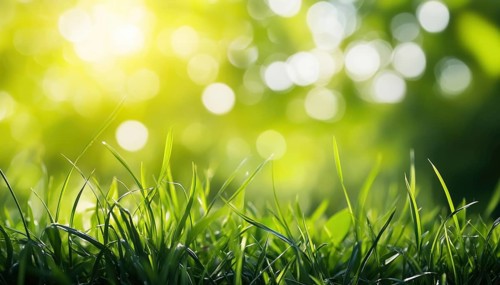 Lush Green Grass In Sunlight With Beautiful Bokeh: Close-Up Of Juicy Grass In Nature Outdoors, Wide