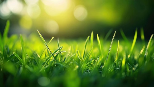 Lush Green Grass Under Sunlight With Bokeh, Close-Up In Nature Outdoors. Wide Format Image With