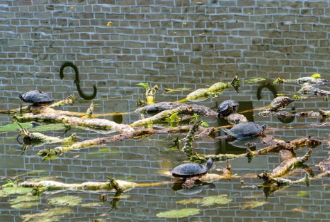 European pond turtle also called European pond terrapin or European pond tortoise, (Emys