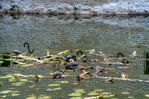 European pond turtle also called European pond terrapin or European pond tortoise, (Emys