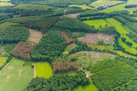Aerial view, forest area with forest damage near Altenhof, Wenden, Sauerland, North