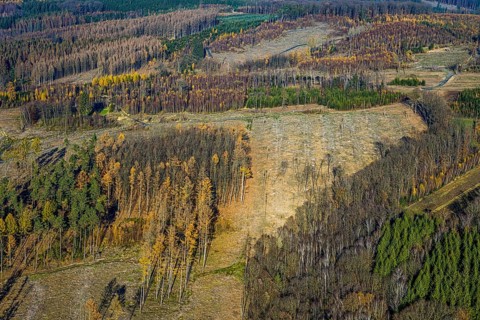 Aerial view, alder groves north of Amecke landscape conservation area, forest area with forest