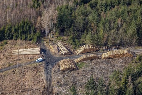 Aerial photo, forest damage in the forest area near Hachen, Sundern, Sauerland, North