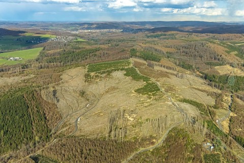 Aerial photo, forest damage in the forest area near Hachen, Sundern, Sauerland, North