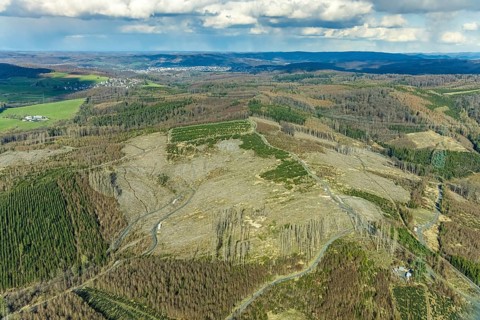 Aerial photo, forest damage in the forest area near Hachen, Sundern, Sauerland, North