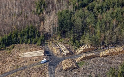 Aerial photo, forest damage in the forest area near Hachen, Sundern, Sauerland, North
