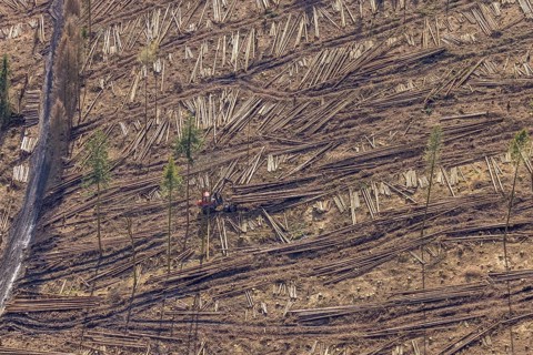 Aerial view, forest damage in forest area with harvester near Hellefeld, Westenfeld, Sundern,