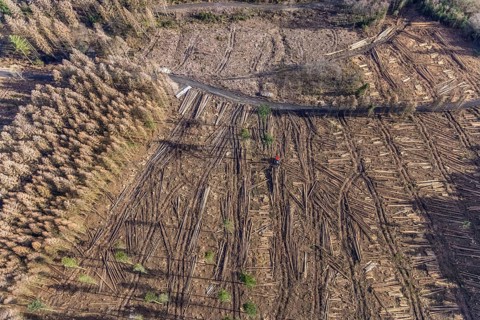 Aerial view, forest damage in forest area with harvester near Hellefeld, Westenfeld, Sundern,